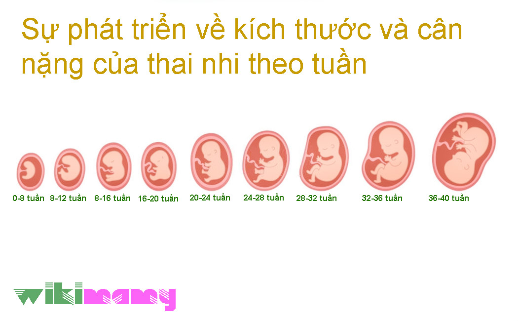 Sự phát triển về kích thước của thai nhi và cân nặng thai nhi theo tuần