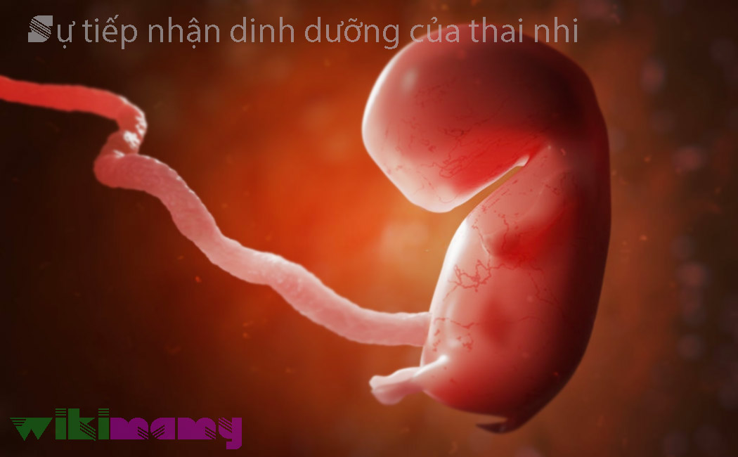 Thai nhi tiếp nhận chất dinh dưỡng như thế nào